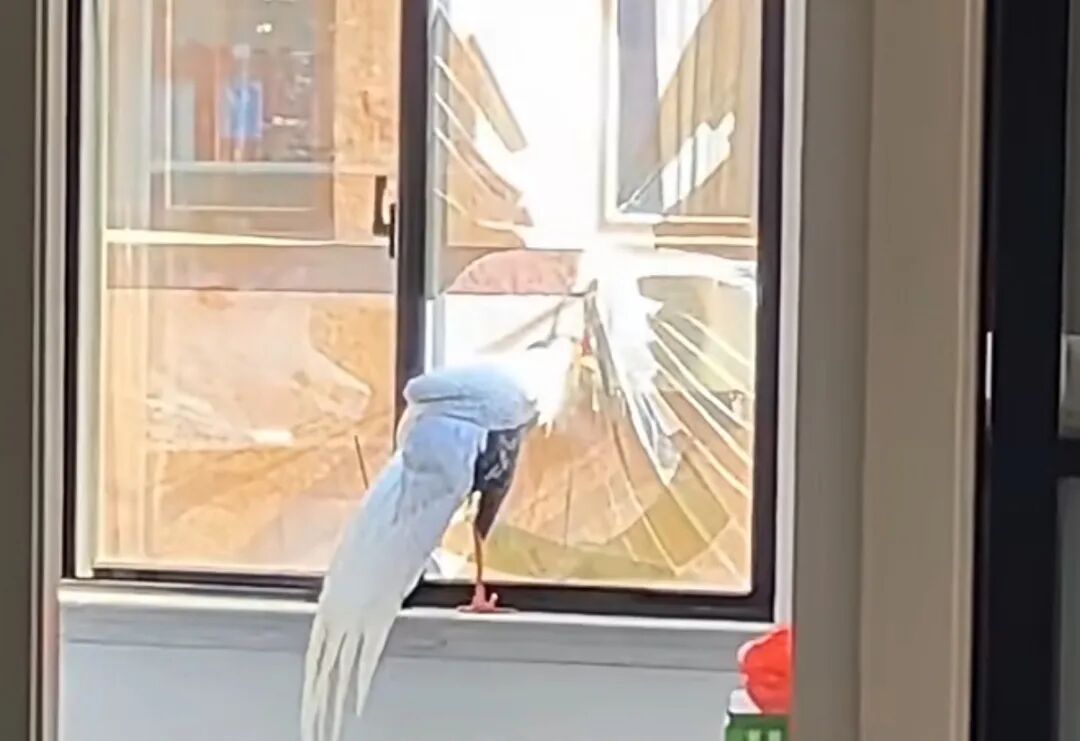 浙江一住户窗玻璃被“白凤凰”白鹇撞破，房主：它在室内留下粪便后飞走了