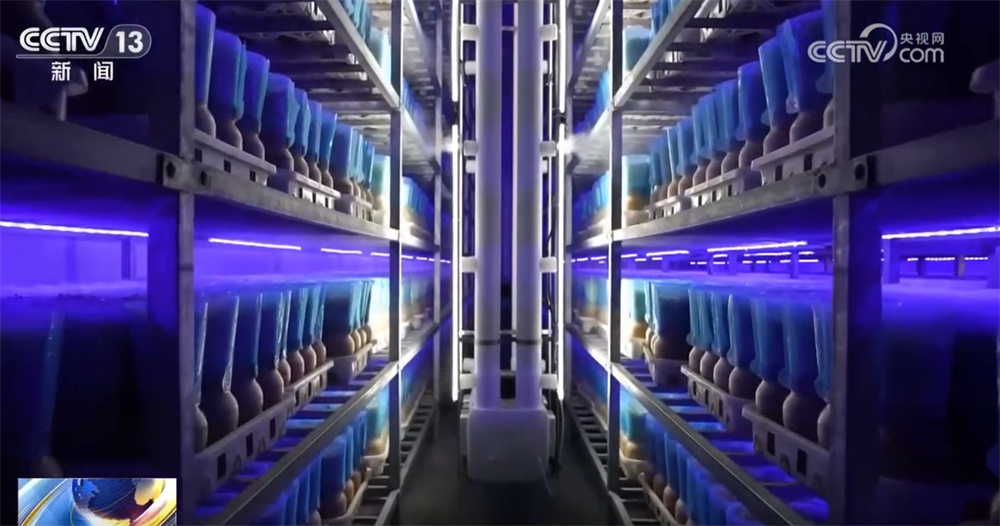 现代化智能车间“春耕”忙 一朵朵“小菌菇”撑起乡村振兴“富民伞”