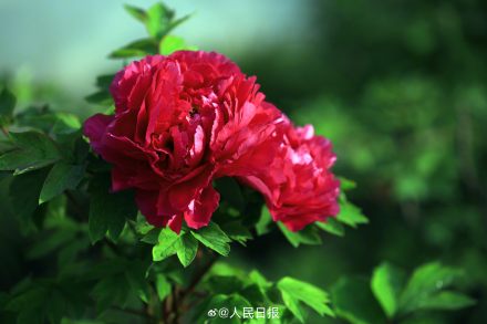 今年份的牡丹已上线