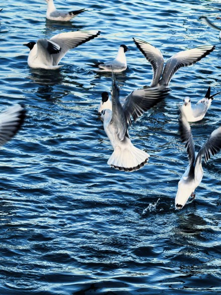 在星海湖鸥遇塞上江南