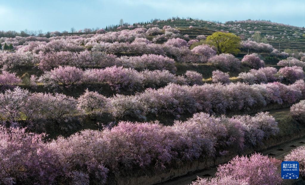 宁夏固原：梯田花海 绽放黄土高原