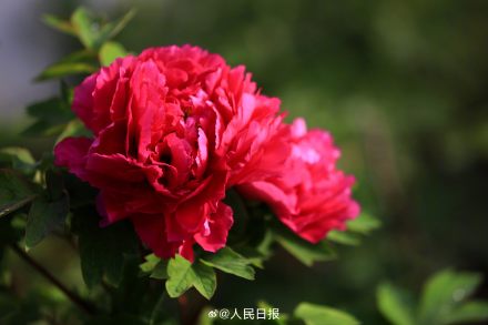 今年份的牡丹已上线