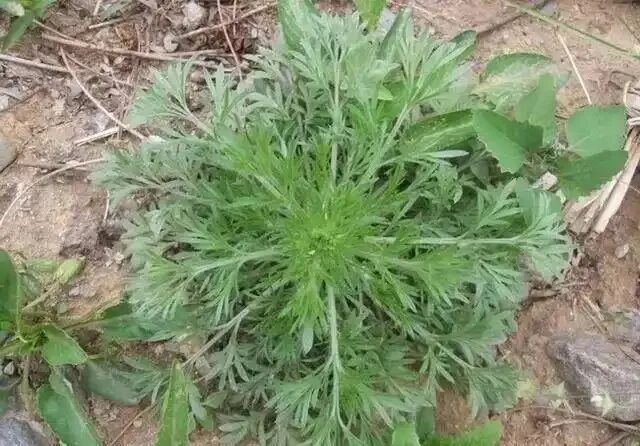 春风一吹，山西人的餐桌就绿了