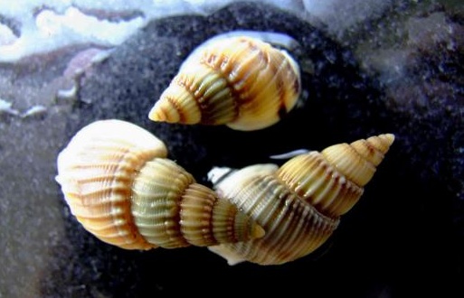 别碰更别吃！这类“密恐”生物近期大量出现，寄生虫多达6000多条