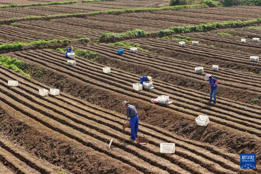 春日农耕忙 姜田孕希望 春日农耕忙 姜田孕希望