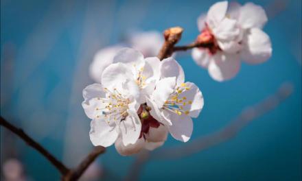 遵化万亩杏花绘就春日盛景
