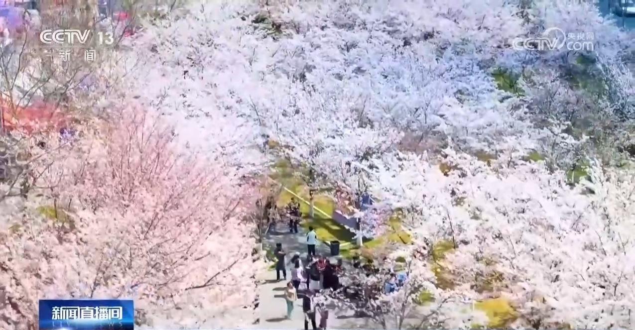 踏青赏春 多地景区迎来客流高峰