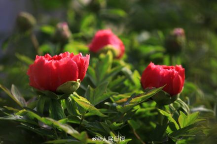 今年份的牡丹已上线