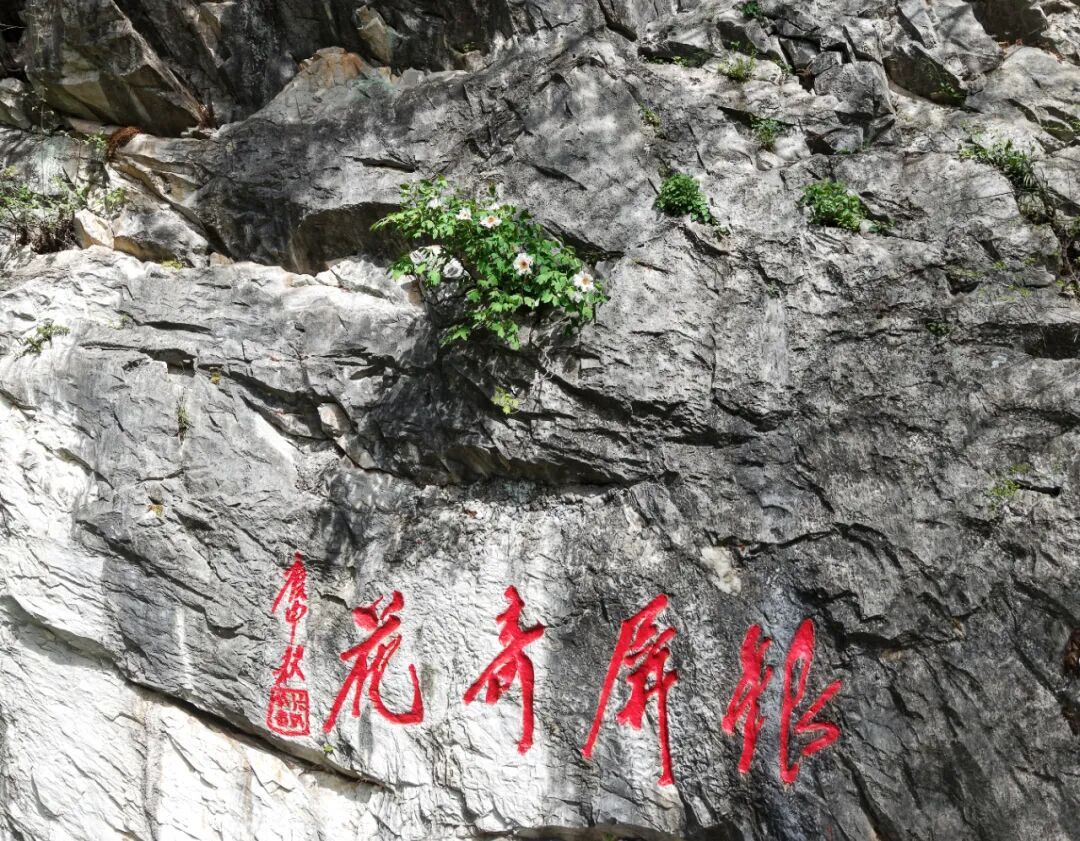 合肥这里的千年野生白牡丹已花开7朵！即将进入最佳观赏期