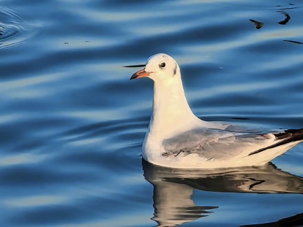 在星海湖鸥遇塞上江南