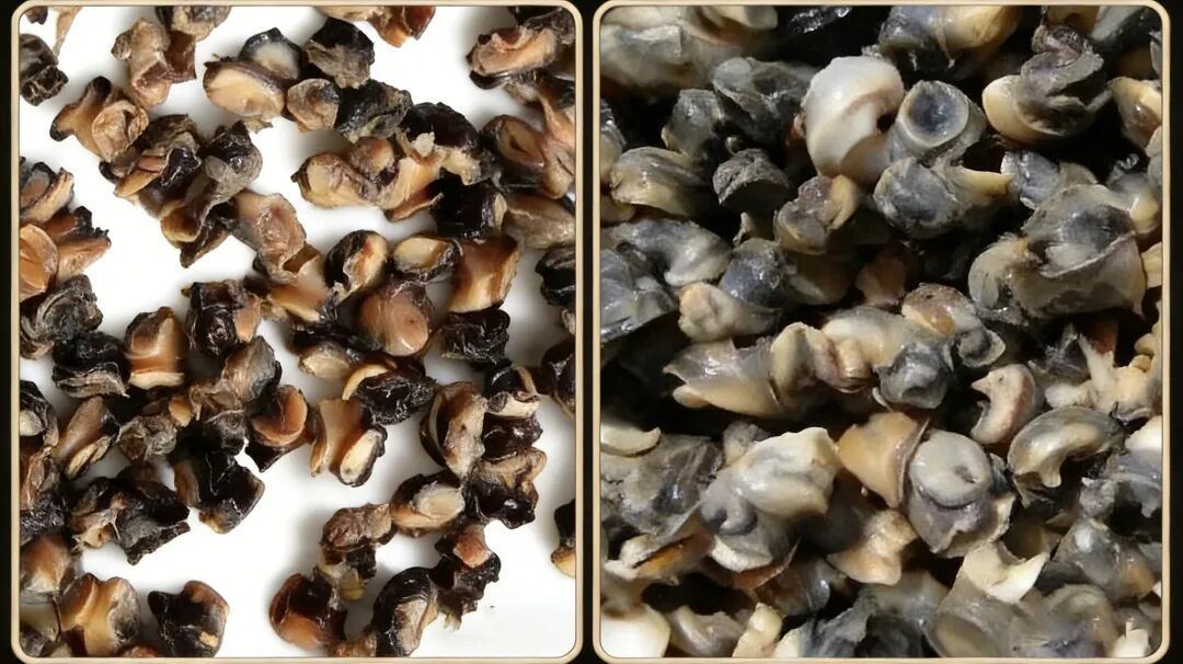 别吃！近期正大量出现福寿螺