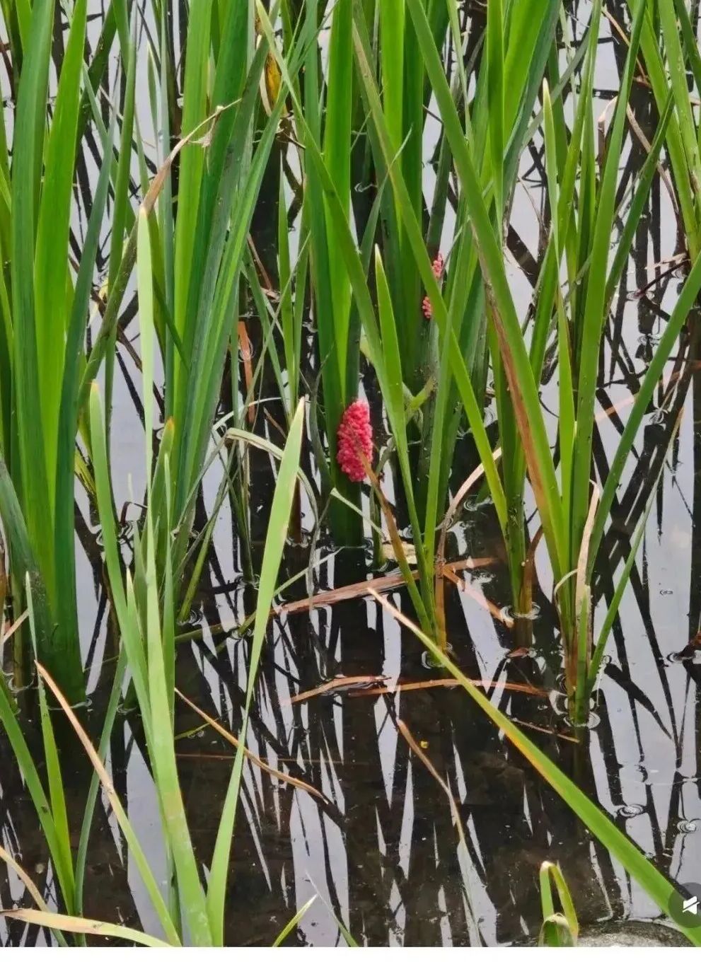 不能吃！近期大量出现，严重会导致痴呆甚至死亡
