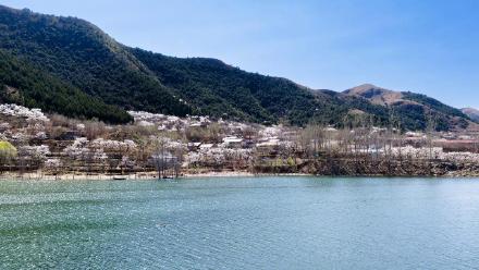 遵化万亩杏花绘就春日盛景