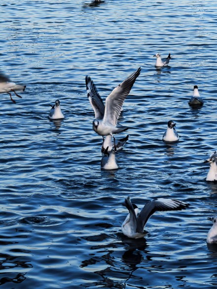 在星海湖鸥遇塞上江南