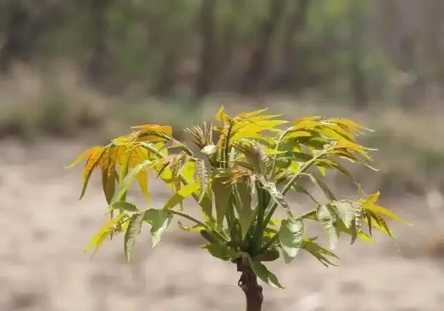 正当季，大量上市！千万别吃到这几种“高仿”，可致休克！