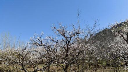遵化万亩杏花绘就春日盛景