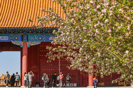 故宫海棠配红墙太出片了