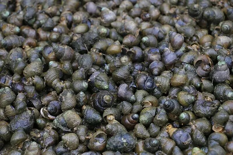 别碰更别吃！这类“密恐”生物近期大量出现，寄生虫多达6000多条