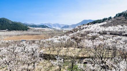 遵化万亩杏花绘就春日盛景