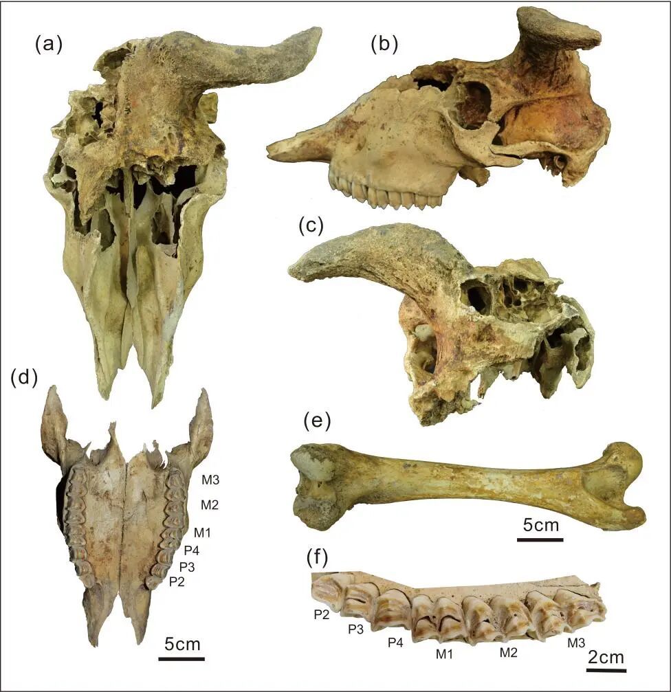 我国最完整羚牛化石，被发现！