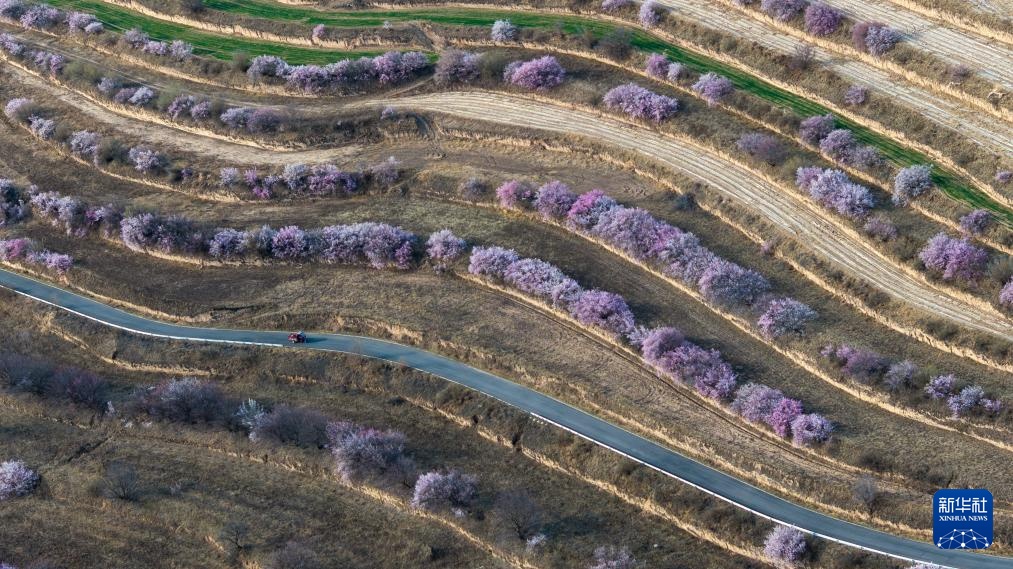 宁夏固原：梯田花海 绽放黄土高原