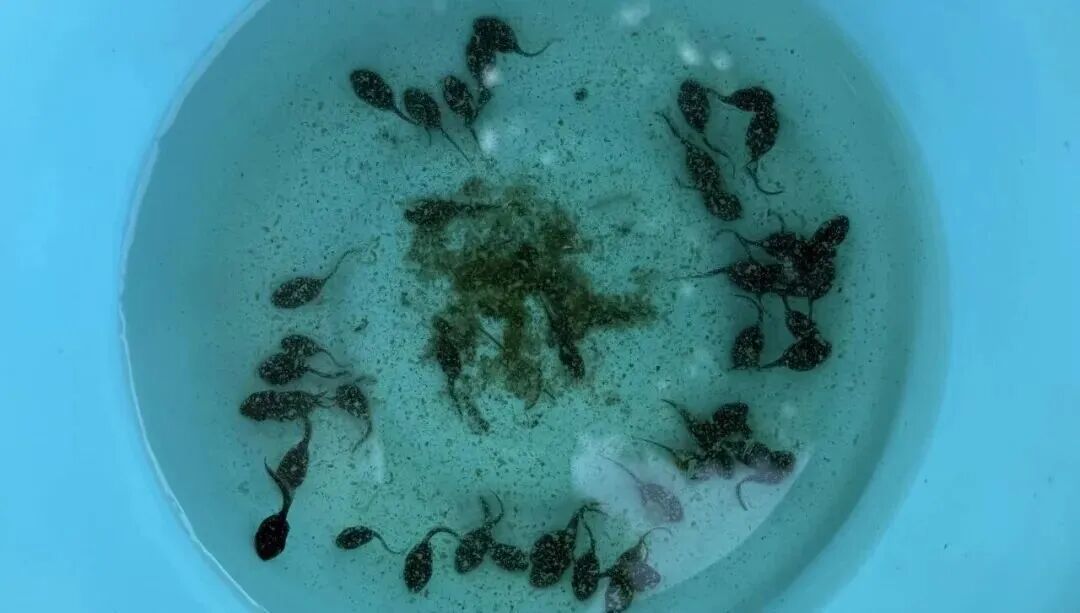 镇江水域大量出现，多部门紧急提醒！