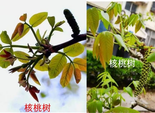 正当季，大量上市！千万别吃到这几种“高仿”，可致休克！