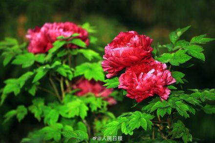 今年份的牡丹已上线