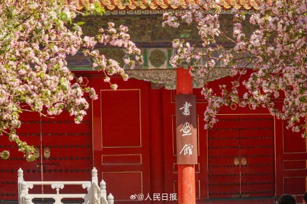 故宫海棠配红墙太出片了