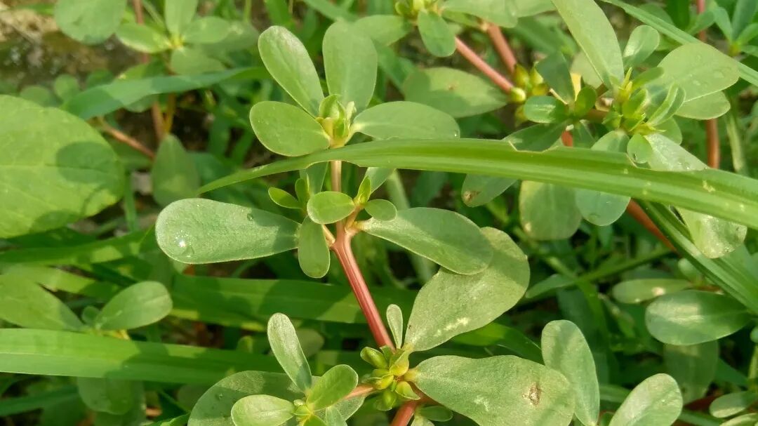 正当时！这口“长寿菜”别错过，解春乏，又降燥热→