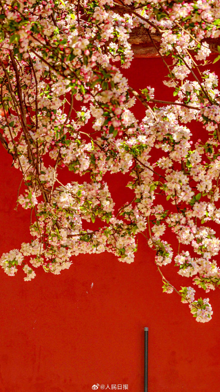 故宫海棠配红墙太出片了