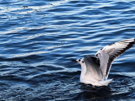 在星海湖鸥遇塞上江南