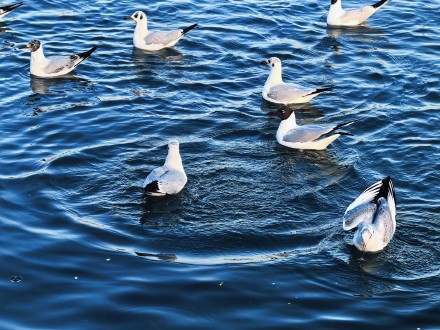 在星海湖鸥遇塞上江南