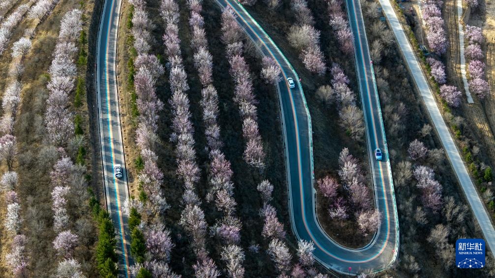 宁夏固原：梯田花海 绽放黄土高原