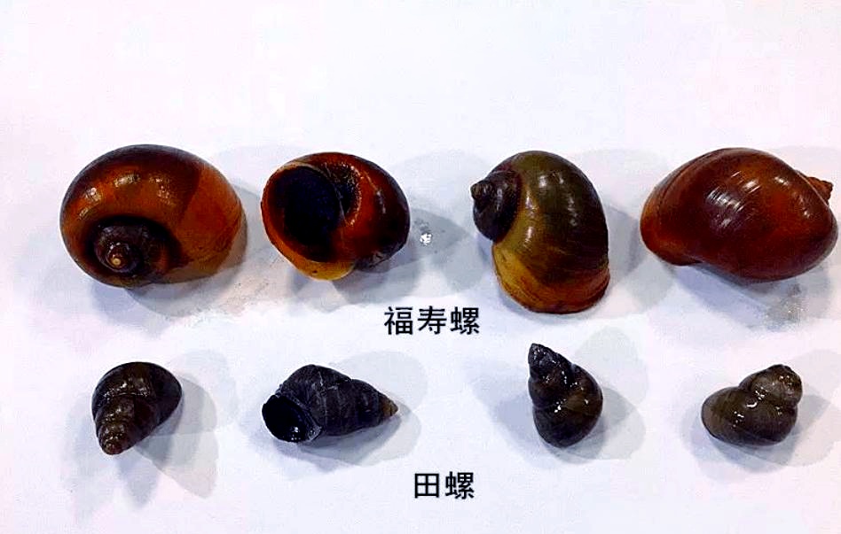 不触碰不食用！福寿螺进入孵化高峰，携带大量寄生虫