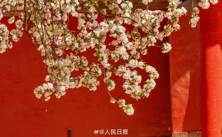 故宫海棠配红墙太出片了