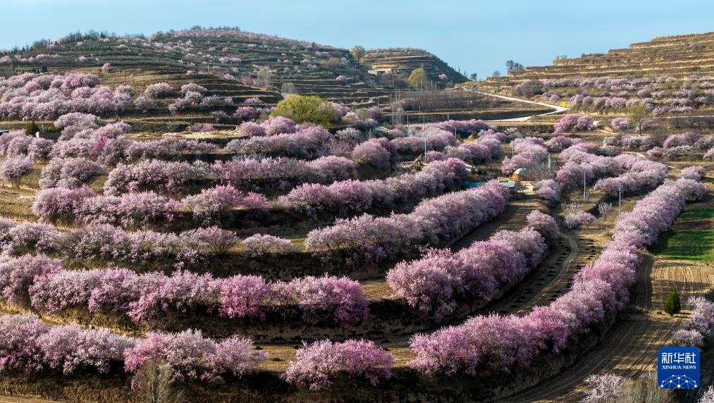 宁夏固原：梯田花海 绽放黄土高原