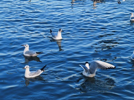 在星海湖鸥遇塞上江南