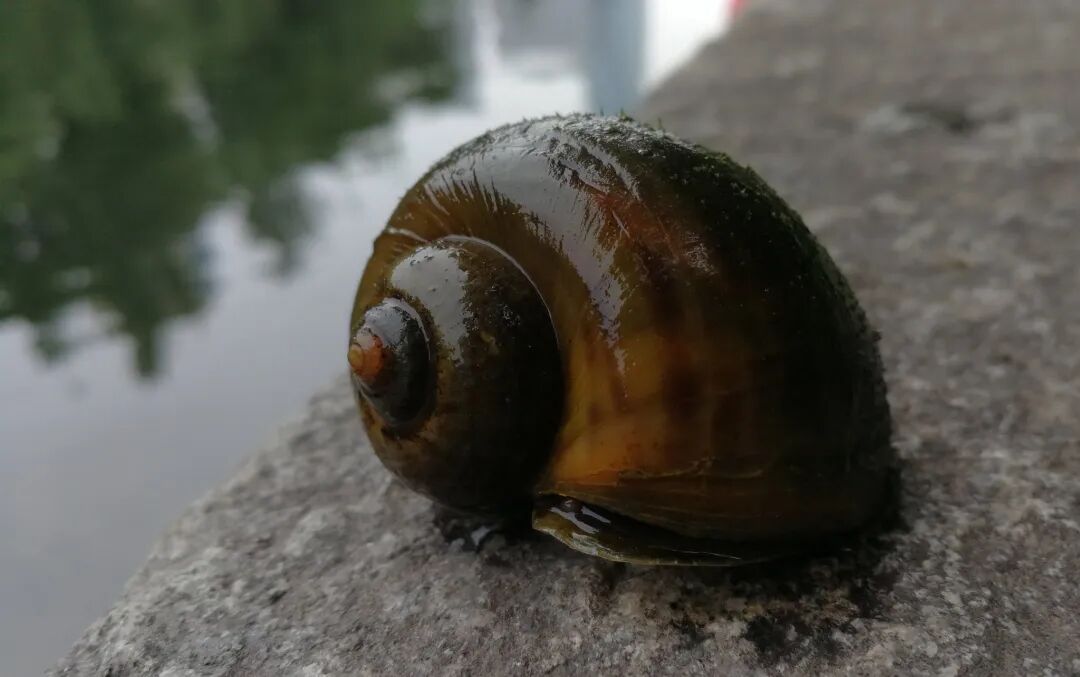 不触碰不食用！福寿螺进入孵化高峰，携带大量寄生虫
