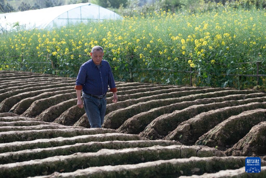 春日农耕忙 姜田孕希望 春日农耕忙 姜田孕希望