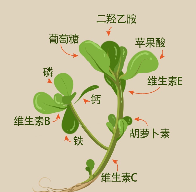 正当时！这口“长寿菜”别错过，解春乏，又降燥热→