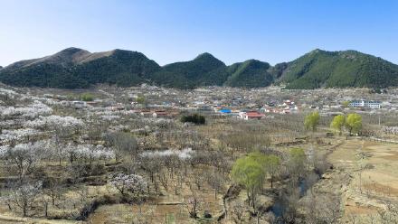 遵化万亩杏花绘就春日盛景