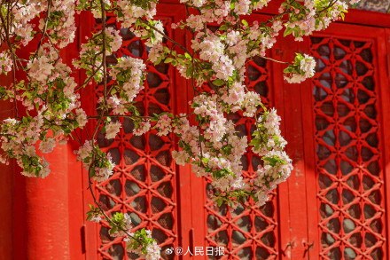 故宫海棠配红墙太出片了