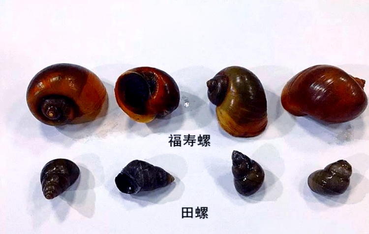 福寿螺进入孵化高峰 携带大量寄生虫 不触碰不食用更安全