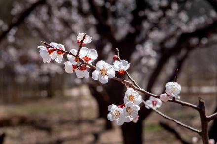 遵化万亩杏花绘就春日盛景