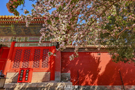 故宫海棠配红墙太出片了