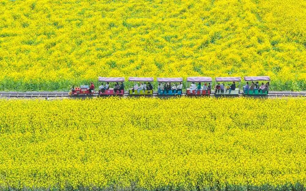 返程了吗？春假“拼”清明假期，除了赏花游，这届游客有了新需求——