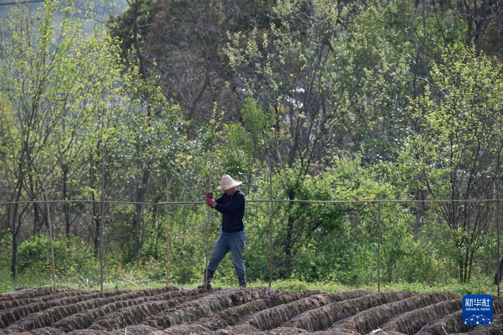 春日农耕忙 姜田孕希望 春日农耕忙 姜田孕希望