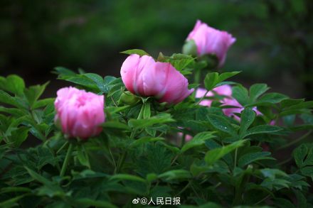 今年份的牡丹已上线