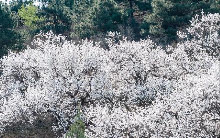 遵化万亩杏花绘就春日盛景